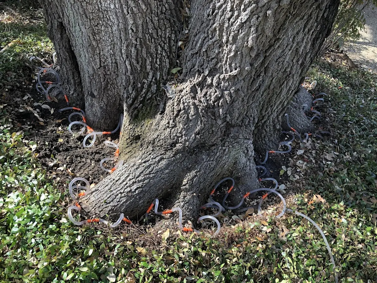 Detailed Tree Cabling and Bracing job site in Bowersville