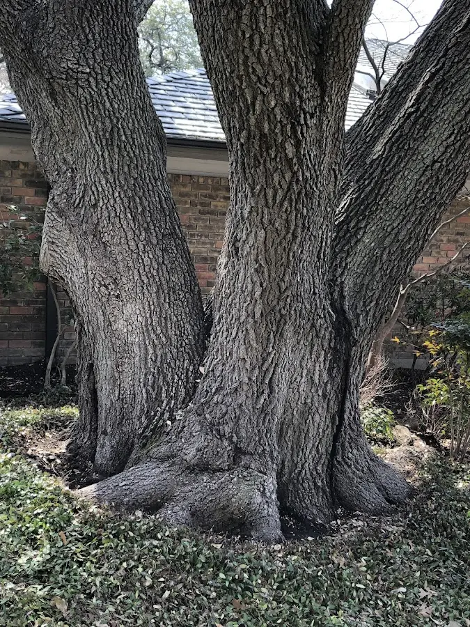 Mature heritage tree close to a Bowersville property cared for by certified arborists